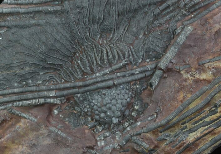 Silurian Fossil Crinoid (Scyphocrinites) Plate - Morocco #89238